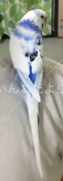 コメントの画像