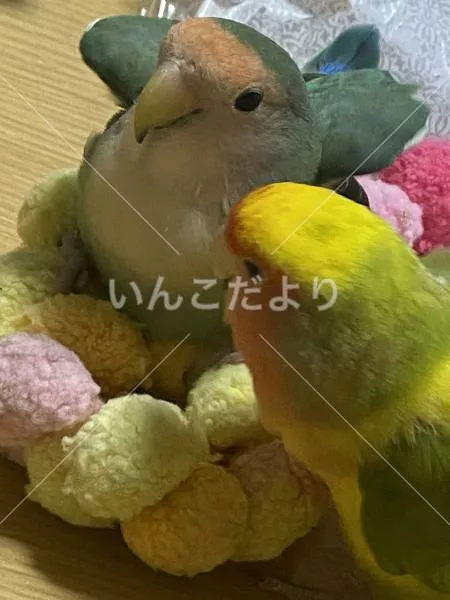 コメントの画像