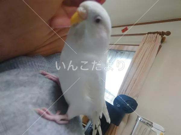 コメントの画像