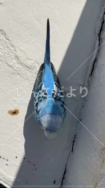 コメントの画像