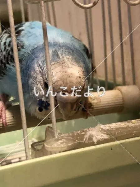 コメントの画像