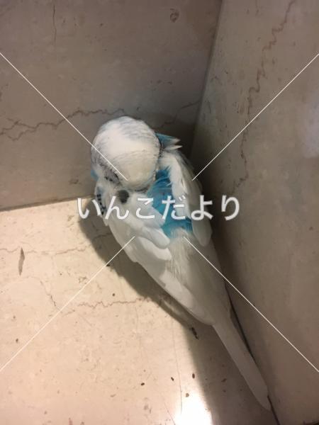 コメントの画像