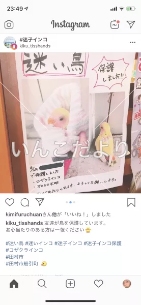 コメントの画像