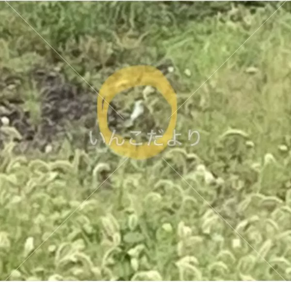 コメントの画像