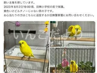 コメントの画像