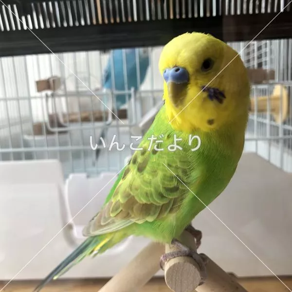 コメントの画像