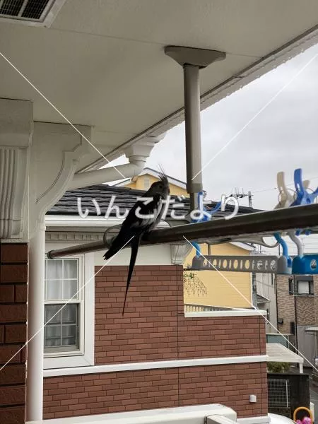 コメントの画像