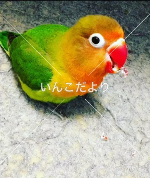 コメントの画像