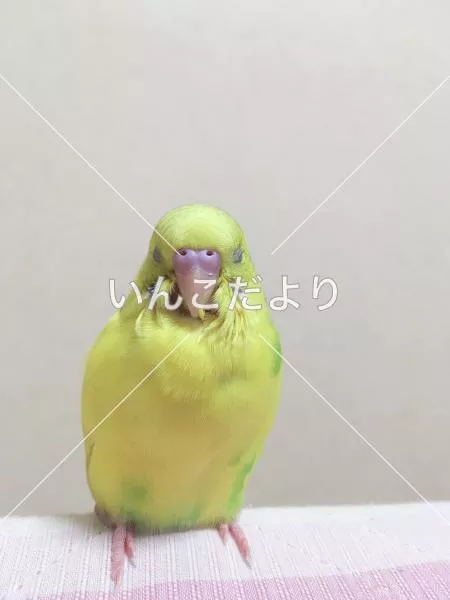 コメントの画像