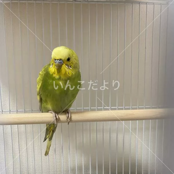 コメントの画像