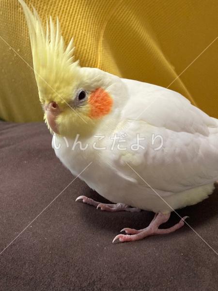 コメントの画像