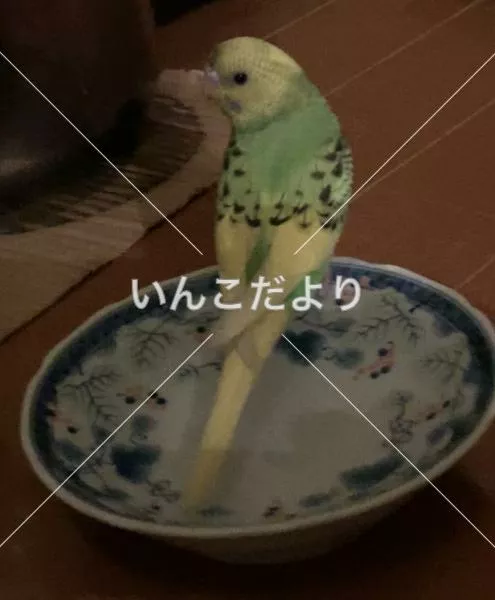 コメントの画像