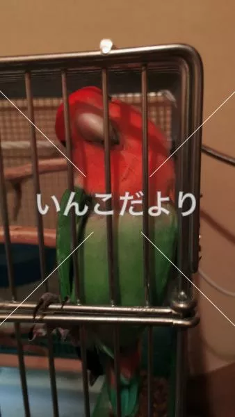 コメントの画像