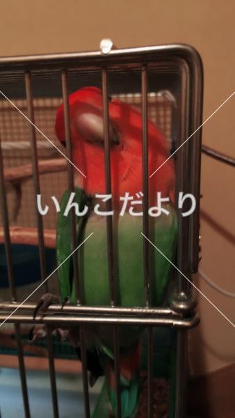コメントの画像