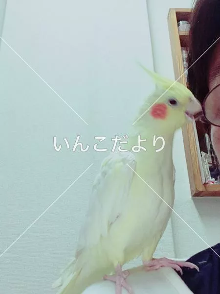 コメントの画像