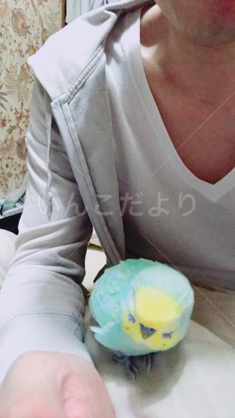 コメントの画像