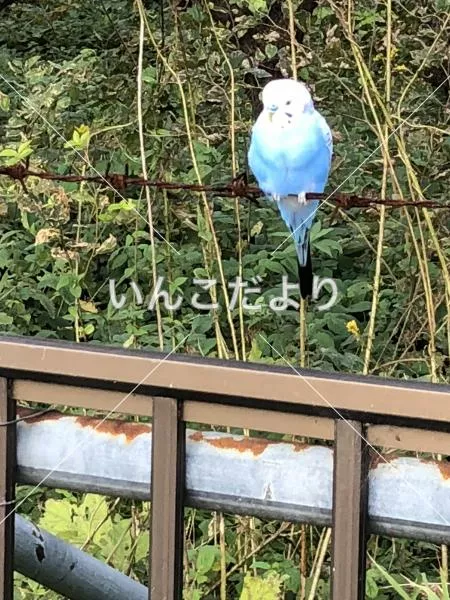 コメントの画像