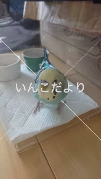 コメントの画像