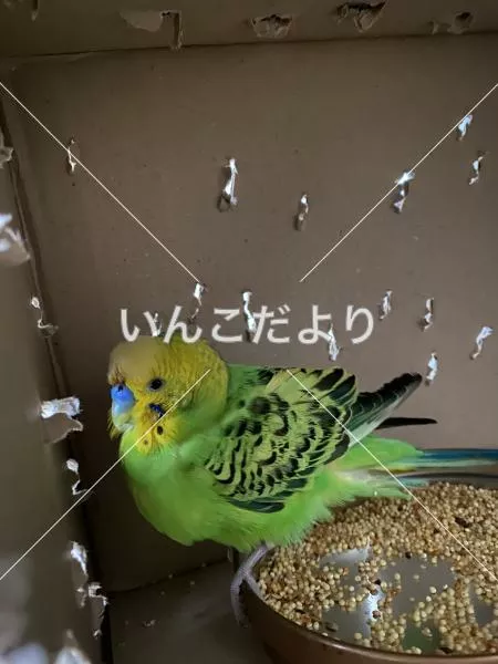 コメントの画像