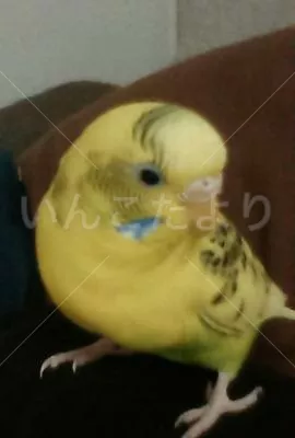 コメントの画像