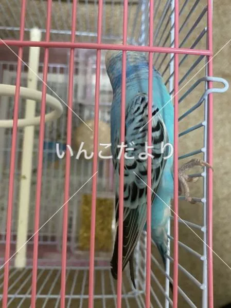 コメントの画像