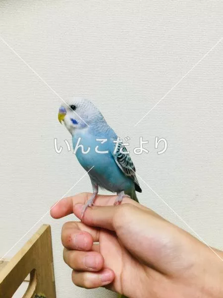 コメントの画像