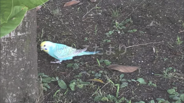 コメントの画像