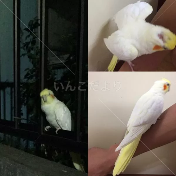 コメントの画像