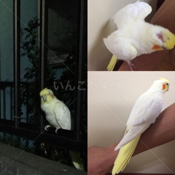 コメントの画像