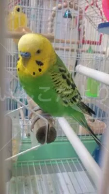 コメントの画像