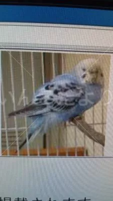 コメントの画像