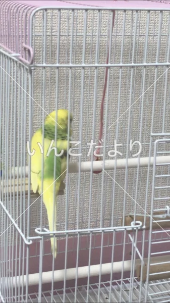 コメントの画像