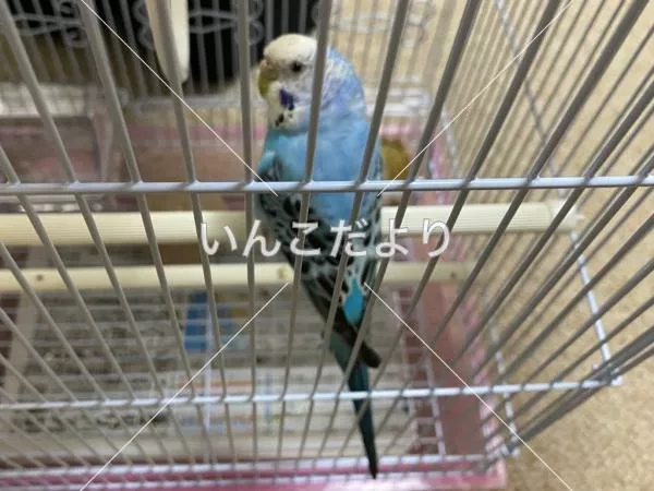 コメントの画像