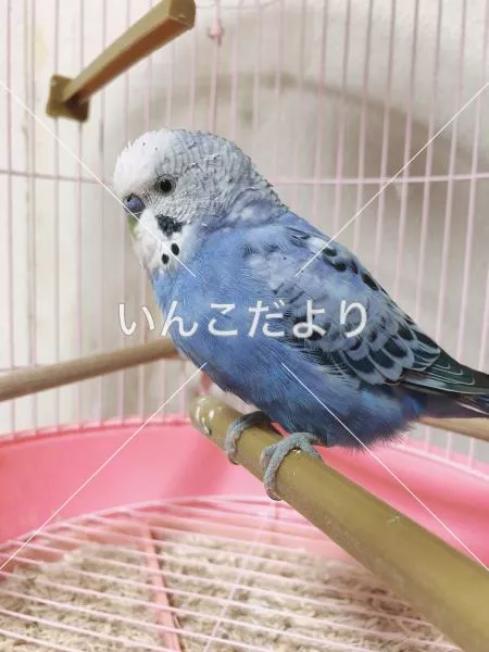 コメントの画像