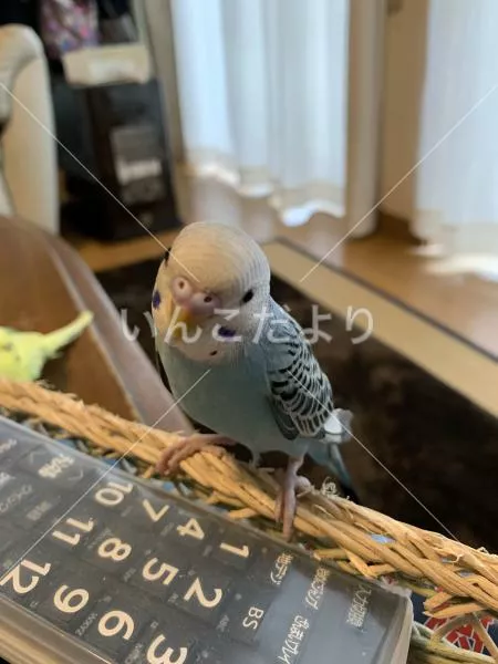 コメントの画像