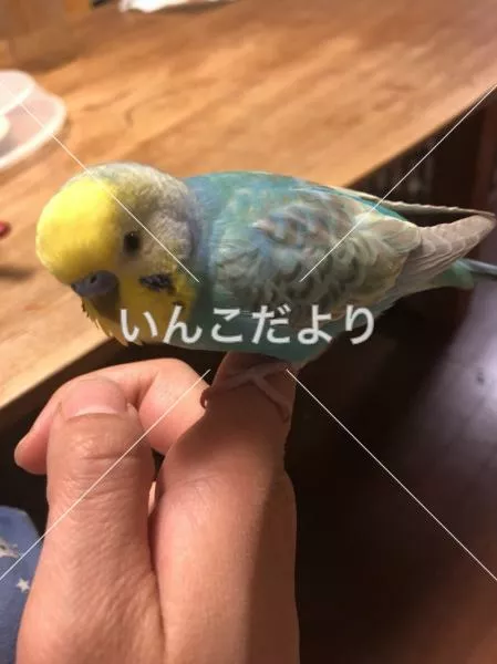 コメントの画像