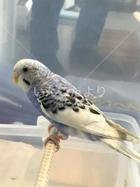 コメントの画像