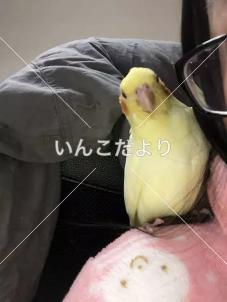 コメントの画像