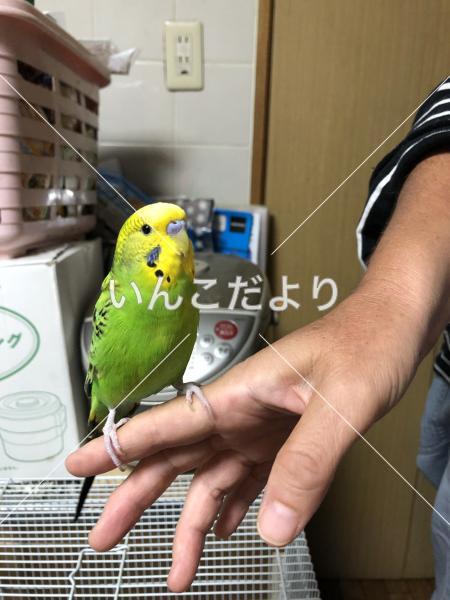 コメントの画像