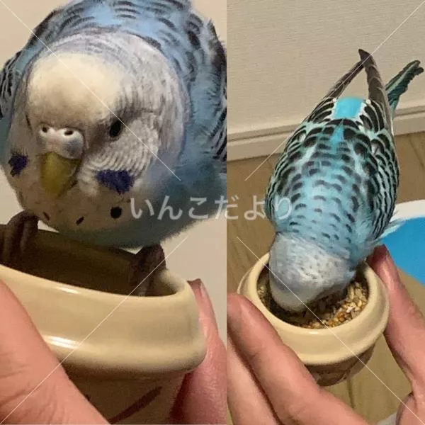 コメントの画像