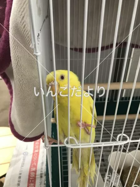 コメントの画像