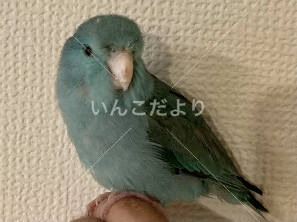 コメントの画像