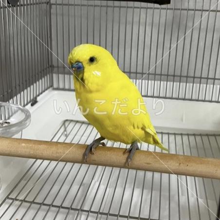 コメントの画像