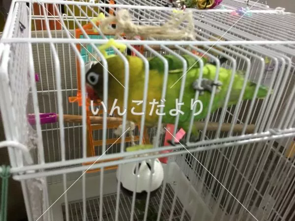 コメントの画像