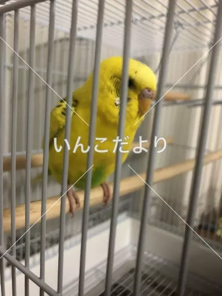 コメントの画像