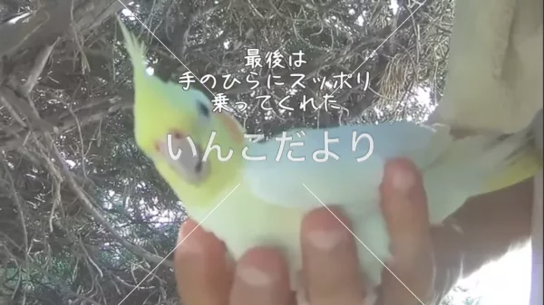 コメントの画像