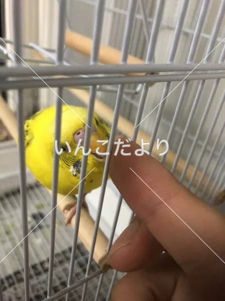 コメントの画像