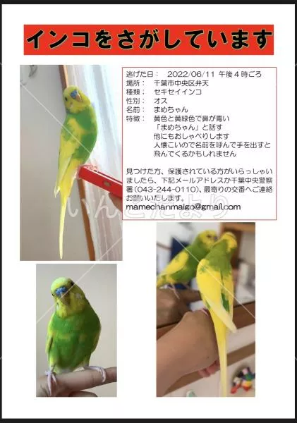 コメントの画像