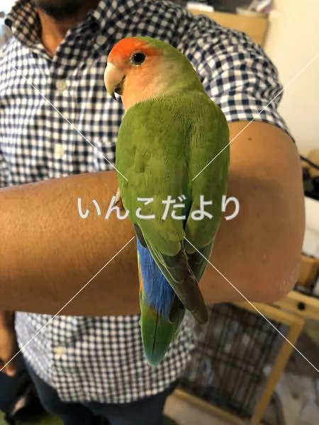 コメントの画像