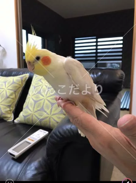 コメントの画像